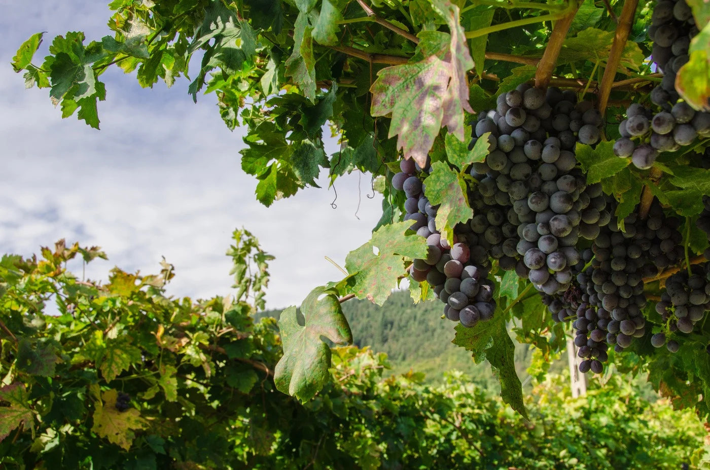 Amarone wine