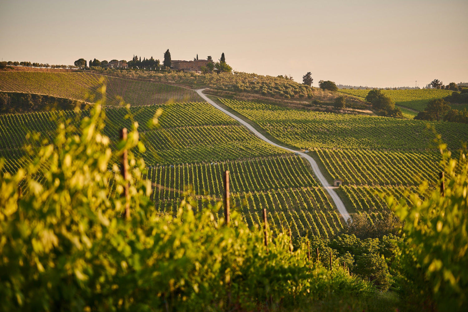 Chianti Wine Region Chianti Wine Region