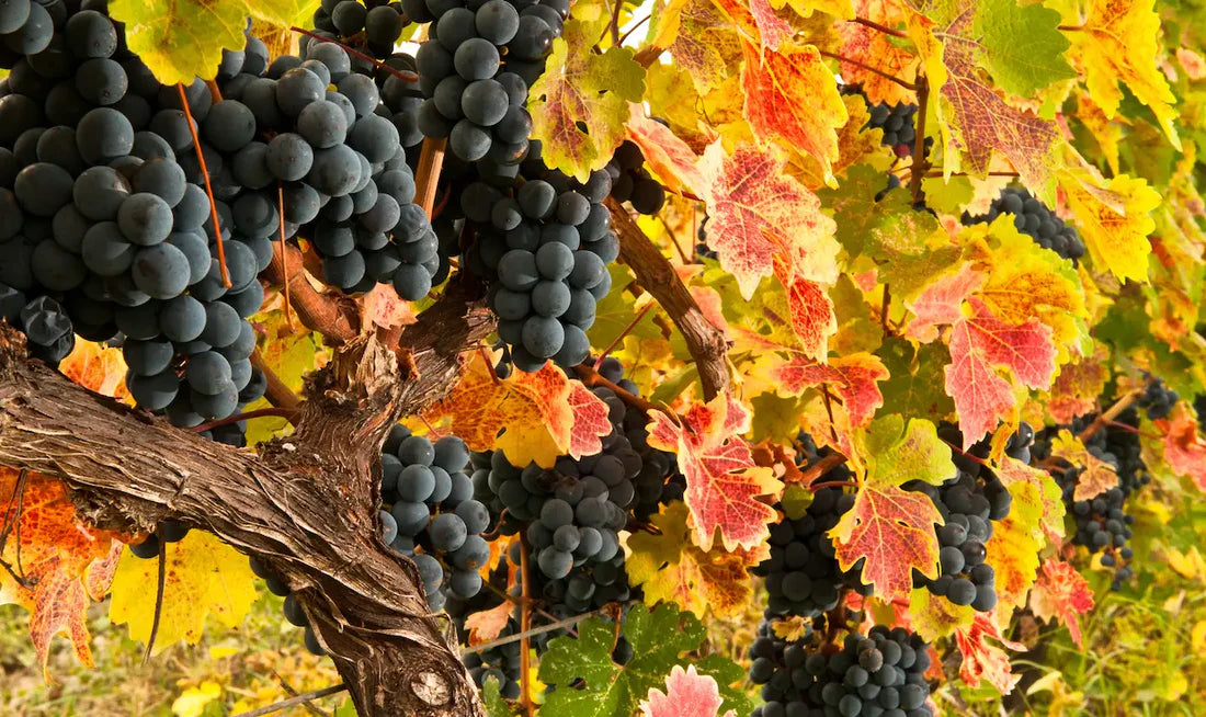 Saperavi Jancis Robinson