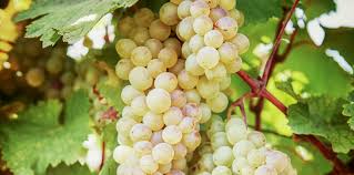 Grapes