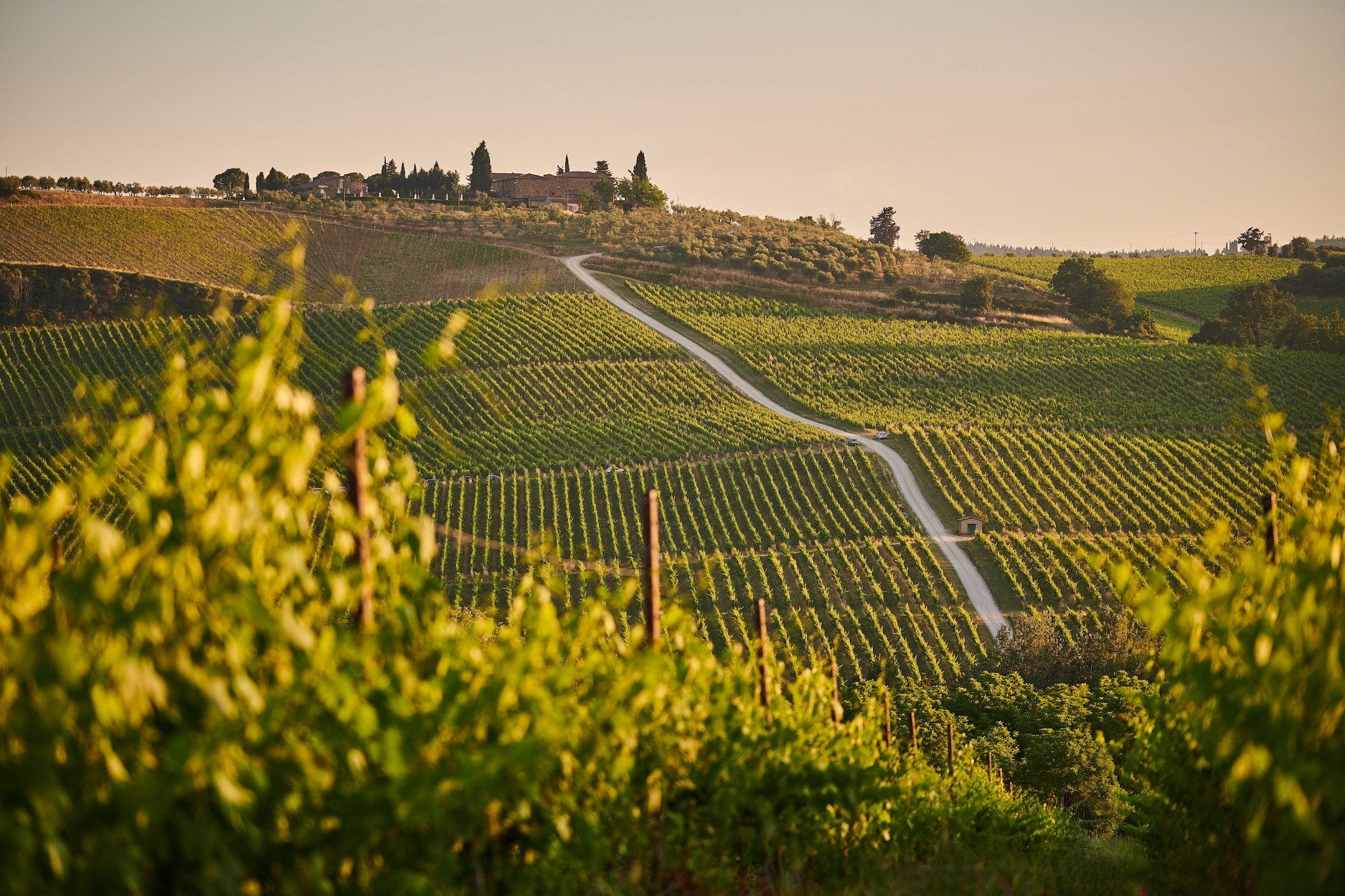 Chianti Wine Region