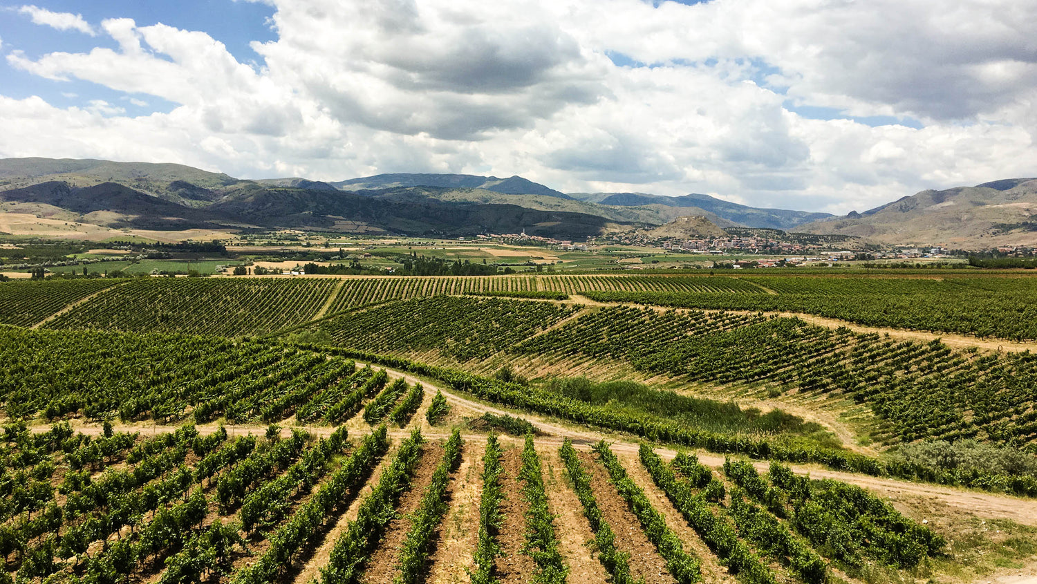 SFD Turkish Wine 1 Vinkara vineyards