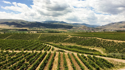SFD Turkish Wine 1 Vinkara vineyards