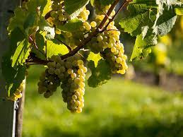 riesling